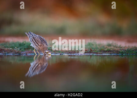 Bruant Culew Burhinus bistriatus Belchite Espagne Banque D'Images