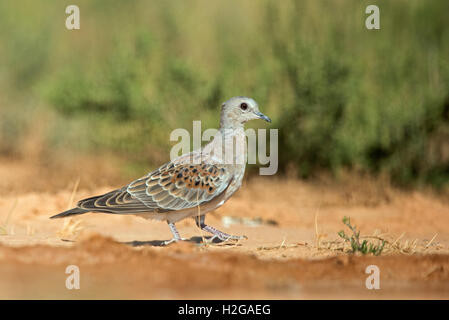 Turtle Dove Streptopelia turtur juvenile Belchite Espagne Banque D'Images