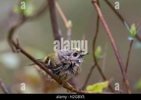 Regulus regulus Goldcrest encrassé après le bain Octobre migrants North Norfolk Banque D'Images