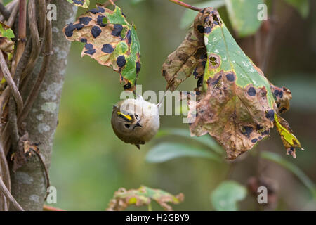 Regulus regulus Goldcrest Octobre migrants North Norfolk Banque D'Images