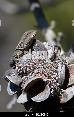 Jacky australienne (lézard Dragon Amphibolurus muricatus) reposant sur un cône de Banksia serrata forêt d'eucalyptus Banque D'Images