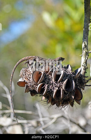 Jacky australienne (lézard Dragon Amphibolurus muricatus) reposant sur un cône de Banksia serrata, forêt d'eucalyptus Banque D'Images