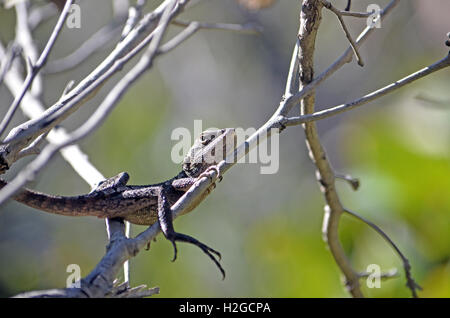 Jacky australienne (lézard Dragon Amphibolurus muricatus) traîner dans un arbre dans la forêt d'eucalyptus, Royal National Park, Banque D'Images