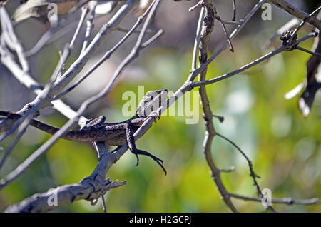 Jacky australienne (lézard Dragon Amphibolurus muricatus) traîner dans un arbre dans la forêt d'eucalyptus, Royal National Park Banque D'Images