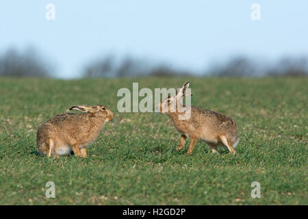 Lièvre brun Lepus europaeus, homme et femme, femme entrée en saison, North Norfolk Mars Banque D'Images