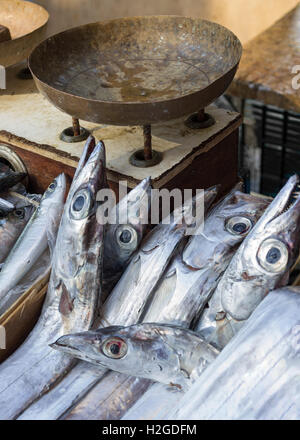 Lepidopus caudatus (sabres d'argent). Banque D'Images