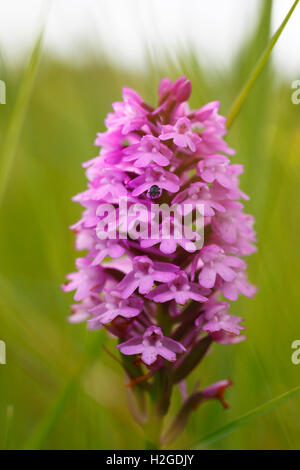Anacamptis pyramidalis, l'orchidée pyramidale. Banque D'Images