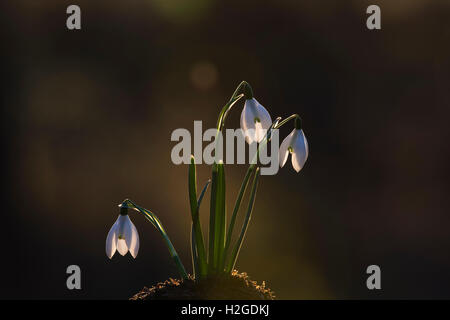 Perce-neige Galanthus nivalis surlignée en fin d'après-midi dans les bois, Kettlestone Tiper North Norfolk Février Banque D'Images