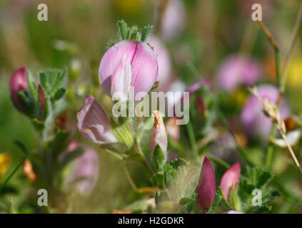 Common Restharrow, Ononis repens. Banque D'Images