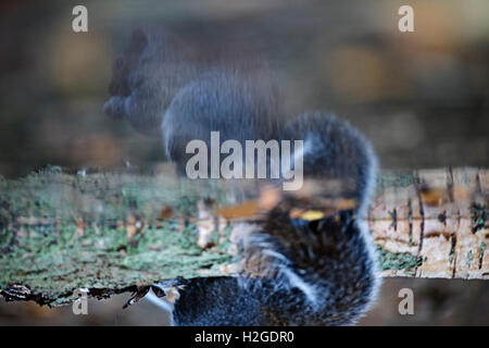 Reflet de l'écureuil gris Sciurus carolinensis piscine en automne Norfolk Banque D'Images