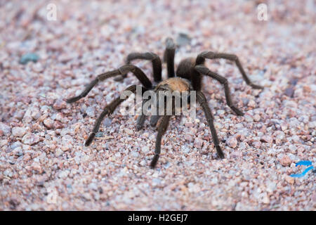 Tarantula spider à Sedona Arizona, Close up. Banque D'Images