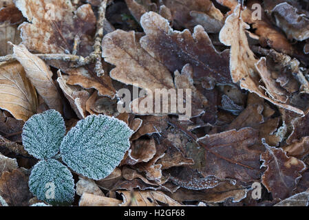 Givre sur les feuilles de mûrier Glaven Valley Norfolk UK winter Banque D'Images