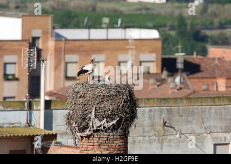 Cigognes blanches Ciconia ciconia nichant sur haut de haute cheminée à Alfaro Espagne Banque D'Images