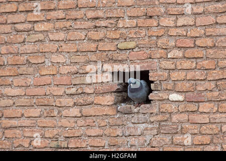 Pigeon Columba livia domestica au nid trou dans mur en cathédrale en Alfaro Espagne Banque D'Images
