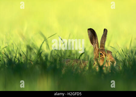 Lièvre brun Lepus europaeus au repos dans un champ de maïs au début de l'été Norfolk Banque D'Images