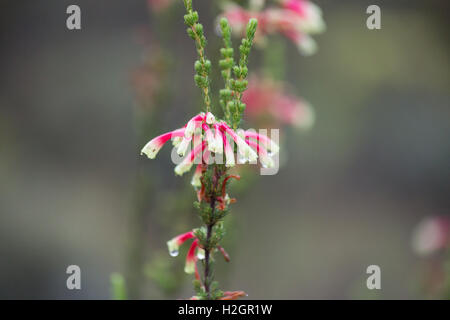 Erica Perspicua lourds de rosée, Wild rose et blanc bell fleurs dans le fynbos d'Afrique Banque D'Images