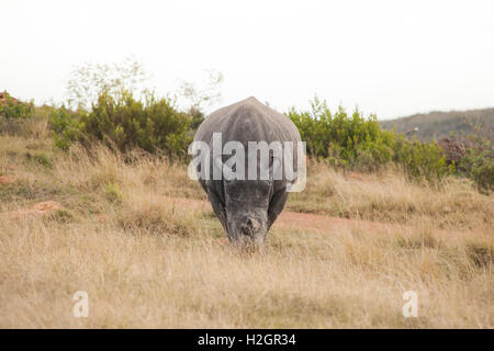 Un mâle white rhino fait paître dans un champ Banque D'Images