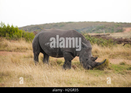 Un grand mâle white rhino paissant dans une réserve de chasse Banque D'Images