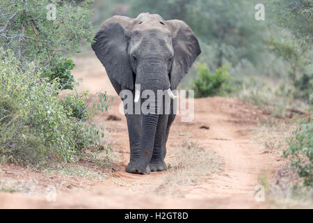 Bush africain elephant (Loxodonta africana) marcher le long chemin de terre, Timbavati Game Reserve, Afrique du Sud Banque D'Images