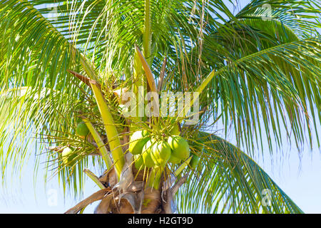 Cocotier (Cocos nucifera) avec noix de coco verte, Cayo Santa Maria, Cuba, Antilles, Caraïbes Banque D'Images