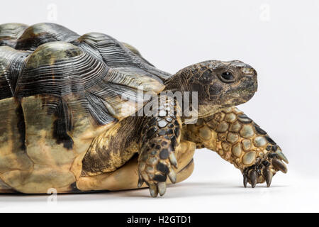Marginated tortoise (Testudo marginata), fond blanc Banque D'Images