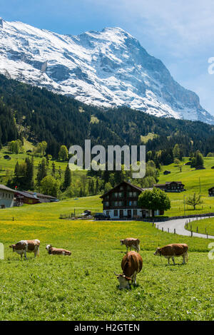 Les vaches dans les pâturages, nord de l'Eiger derrière, Grindelwald, Oberland Bernois, Canton de Berne, Suisse Banque D'Images