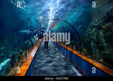 Tunnel à travers l'aquarium, le Parc Loro, Tenerife, Canaries, Espagne Banque D'Images