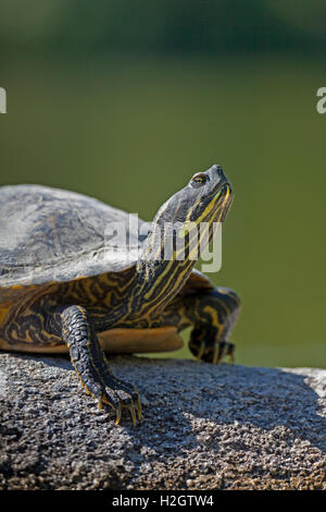 Curseur à ventre jaune (Trachemys scripta scripta) au soleil sur la pierre, Bade-Wurtemberg, Allemagne Banque D'Images