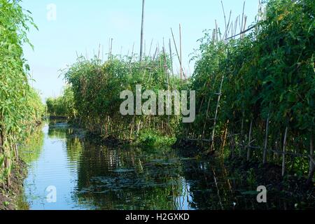 Les tomates des champs flottants au Lac Inle - Myanmar Banque D'Images