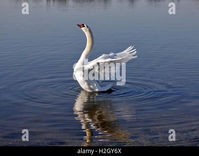 Swan étirant ses ailes sur un lac Banque D'Images