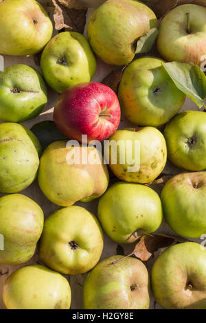 Divers frais vert pommes biologiques et un rouge comme un parc naturel pour la vie toujours en bonne santé et la nourriture végétarienne disposés dans une rangée Banque D'Images