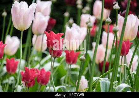 Tulipes roses et rouges dans un jardin de plus en plus au début de l'été. En Angleterre, Royaume-Uni, Angleterre Banque D'Images