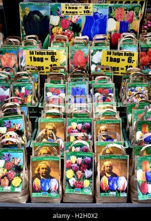 Marché aux Fleurs tulipes Rembrandt sur le Singel Amsterdam Pays-Bas Banque D'Images