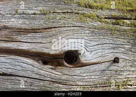 Holz, détail | Bois, détail Banque D'Images