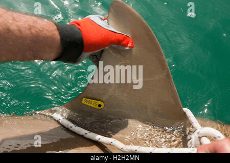 Les chercheurs sont un marquage de requin (Carcharhinus plumbeus) dans la mer Méditerranée. Au cours des dernières années, ce requin est devenu Banque D'Images