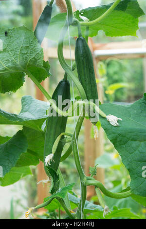 Cucumis sativus. Byblos concombre fruit sur la vigne en serre Banque D'Images