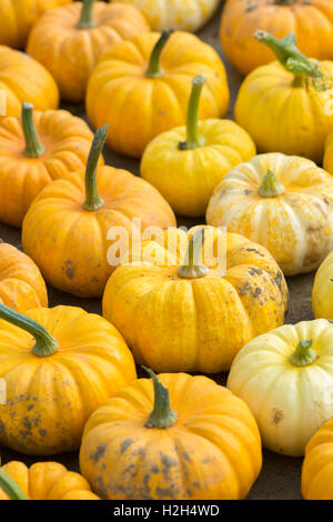 Cucurbita. Citrouilles récoltées Banque D'Images