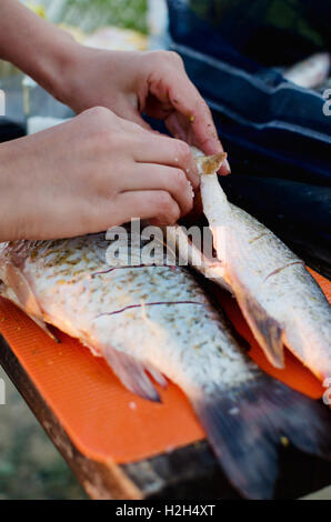 Couper la femme et mettre les épices à l'intérieur du poisson fraîchement pêché et gros poisson vidé, le conseil d'orange dans la nature. L'un des moments de la cuisson en randonnée pédestre Close-up shot Banque D'Images