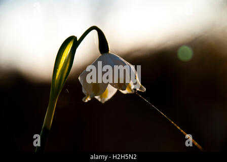 Daffodyl dans le soleil avec un spider web Banque D'Images