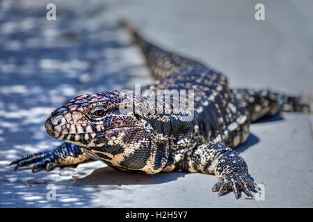 Tégu, lézard, reptile, Teiidae Banque D'Images