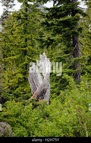 Tronc d'arbre altéré Mt Baker l'État de Washington États-unis Pacific Coast Banque D'Images