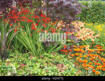 Bouquet d'Crocosmia Lucifer poussant dans un mixed border avec un violet foncé feuilles acer (Acer palmatum Bloodgood) derrière. Banque D'Images