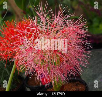 Macro Close up shot de la fleur de lys de sang (Haemanthus multiflorus) aussi connu comme le sang lily. Banque D'Images