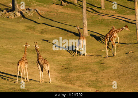 Groupe de girafe sur Safari Banque D'Images