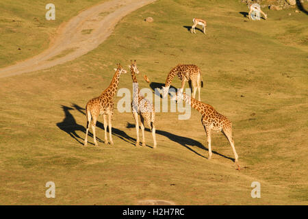 Groupe de girafe sur Safari Banque D'Images