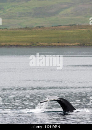 Une baleine à bosse flicks sa queue à Akureyri, Islande Banque D'Images