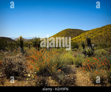 Le printemps à Joshua Tree National Park. Vue de la floraison des fleurs rouges Joshua trees cactus dans l'avant-plan, marguerites Retour Banque D'Images