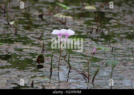 Les épinards de l'eau, l'eau Morning Glory Ipomoea aquatica Banque D'Images