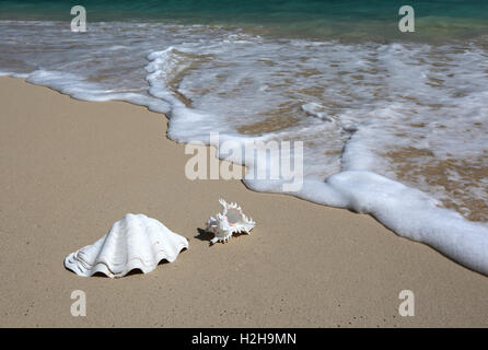 Des coquillages sur la plage de sable fin, New York Banque D'Images