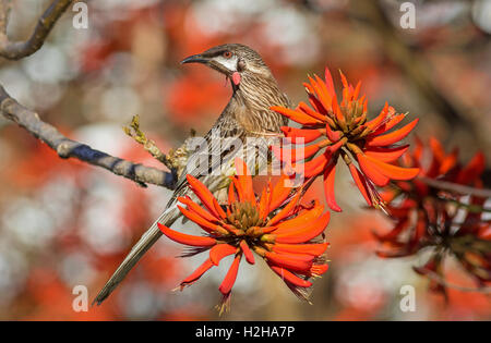 Un Wattlebird Anthochaera carunculata (rouge) se nourrissant de nectar sur un arbre de corail dans l'ouest de l'Australie. Banque D'Images